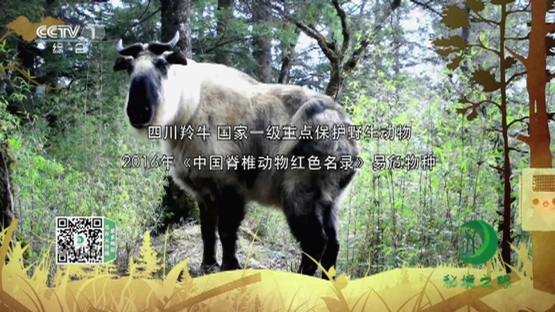 《秘境之眼》 四川羚牛 20211219