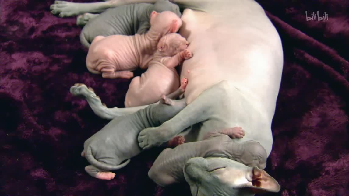 缅甸猫加拿大无毛猫布偶猫