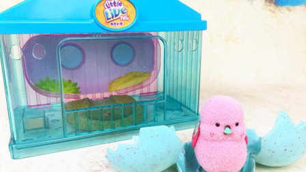 我的小宠little live pets宠物小鸡来了！来孵化鸡蛋玩具！