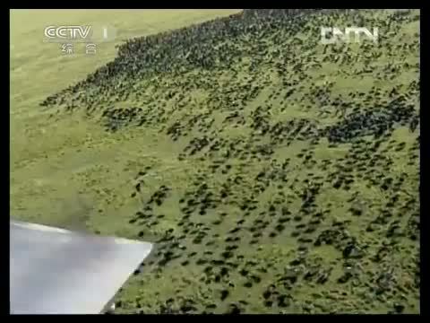 动物世界 《动物世界》 20130425 我和草原有个约定（二）