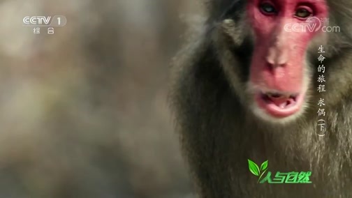人与自然 《人与自然》 20190131 生命的旅程——求偶（下）