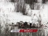 人与自然 《人与自然》 20160315 狼牛之争（上）