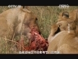 自然传奇 《自然传奇》 20140721 致命武器