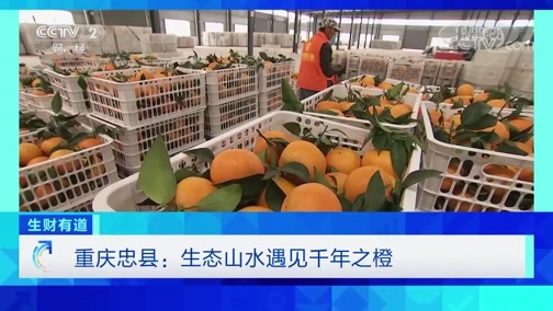 生财有道 《生财有道》 20191128 咱们家乡有特产 重庆忠县：生态山水遇见千年之橙