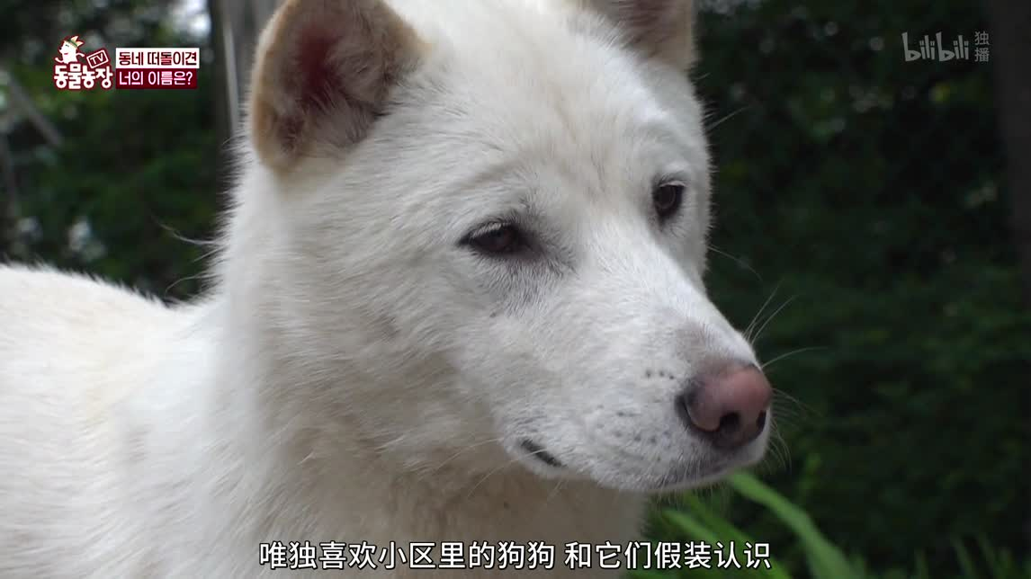 市民警犬