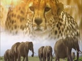 人与自然 《人与自然》 20160213 生命——天高任鸟飞（上）