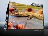 动物世界 动物世界 2011年 第100期