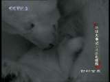 动物世界 动物世界 2010年 146期