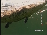动物世界 《动物世界》 20130703 河流里的大嘴至尊（上）