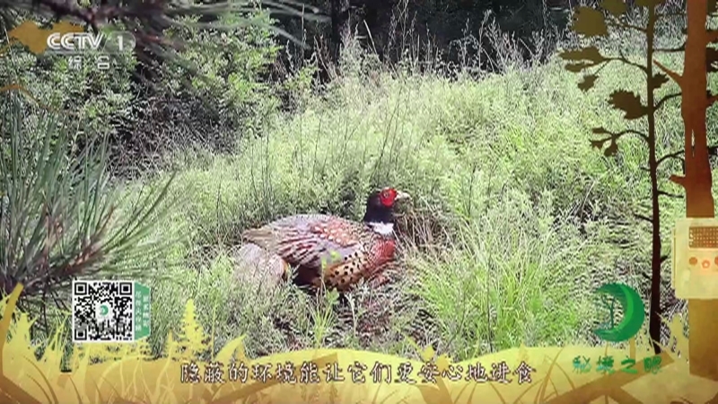 《秘境之眼》 环颈雉 20210713