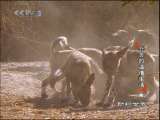 动物世界 动物世界 2010年 第32期