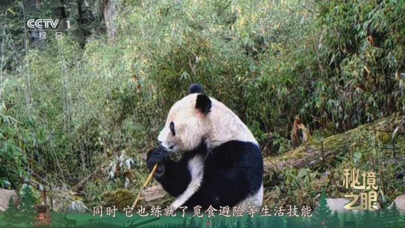 秘境之眼 《秘境之眼》 大熊猫 20260206