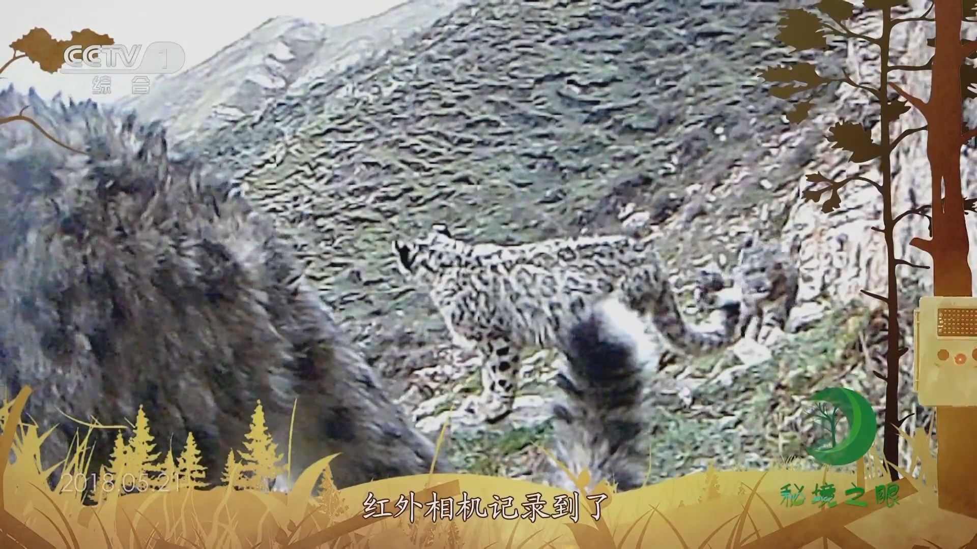 秘境之眼 《秘境之眼》 雪豹 20230830