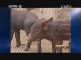 生财有道 《生财有道》 20141020 围墙里的财富秘密