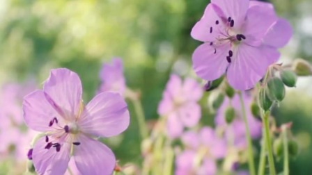 我的桃花源 你的“沈眉庄”来啦，陪你玩遍北京世园公园