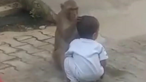 网罗天下 猴子“绑架”幼童作玩伴
