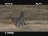 魅力纪录（CCTV-1综合频道） 《魅力纪录》 20120424 生命 第七集 猎人与猎物