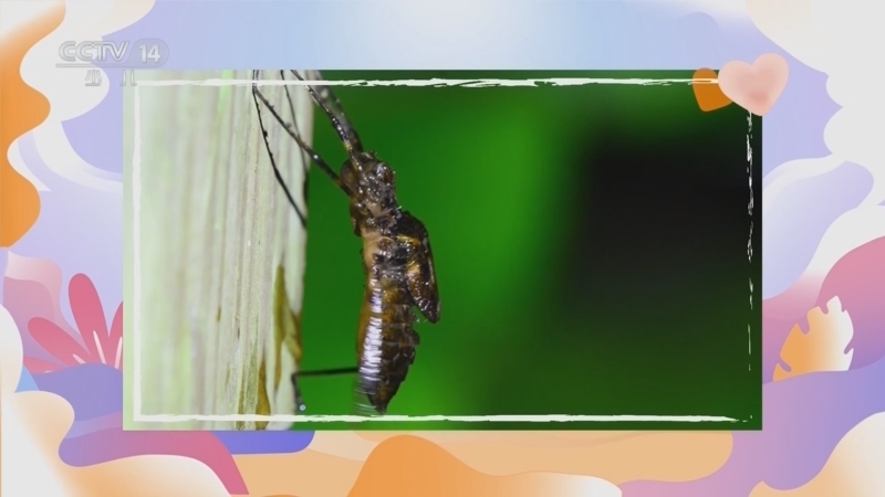 《新年有心愿》 20240131