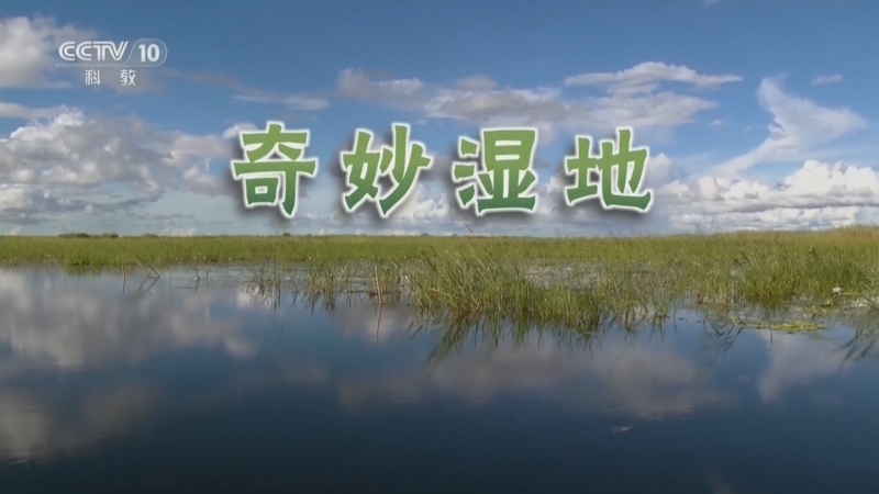 自然传奇 《自然传奇》 20260706 奇妙湿地