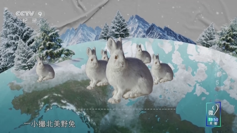 《萌兔的奇妙旅程》 第5集