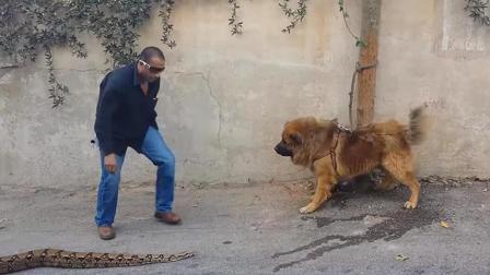聊斋怪谈 路边恶犬汪汪男子扛着蟒蛇来挑衅狗的反应