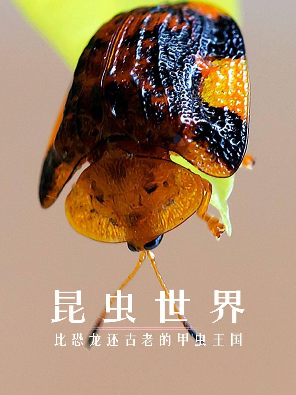 昆虫世界：比恐龙还古老的甲虫王国