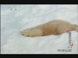 动物世界 《动物世界》 20130116 情义无价（一）