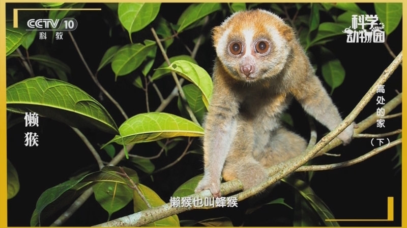 《科学动物园》 20251103 高处的家（下）