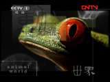 动物世界 《动物世界》 20110921