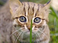 可爱的小崽子们第1集：诞生时刻