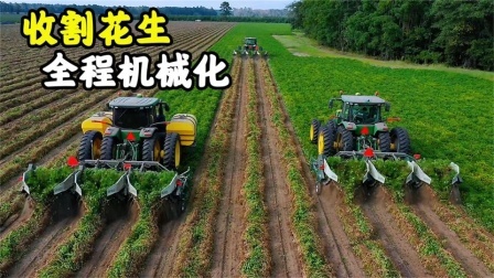 机械控 美国人是怎么收割花生的？一台机器拖着四排锯齿，将花生连根拔起