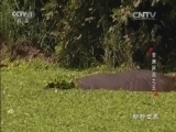 动物世界 《动物世界》 20160515 非洲河流之王（上）