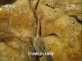 地理中国 《地理中国》 20171215 雷公山寻踪（下）