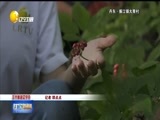 辽宁新闻 《辽宁新闻》 20170814