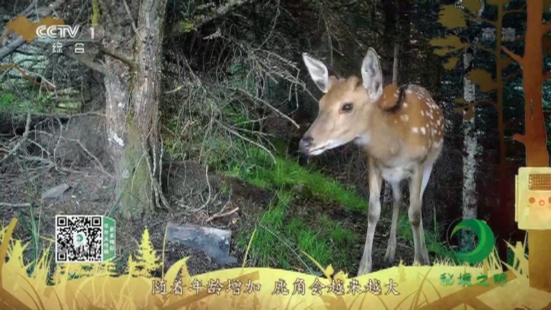 秘境之眼 《秘境之眼》 梅花鹿 20220929