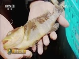 消费主张 《消费主张》 20161214 冬季水产市场调查——石斑鱼