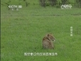 自然传奇 《自然传奇》 20140806 雄狮末路