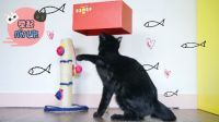 举起爪儿来 DIY懒猫克星钓猫盒 15