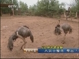 生财有道 [生财有道]与动物亲密接触——八只小鸵鸟 带出“金元宝” 20130722