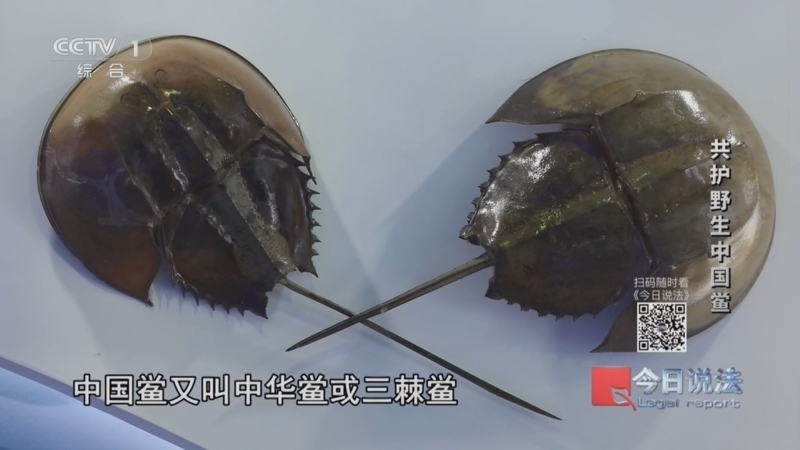 今日说法 《今日说法》 20260610 “世界海洋日”特别策划 共护野生中国鲎