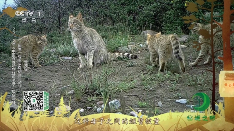 《秘境之眼》 荒漠猫/黑颈鹤 20210620
