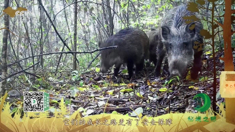 《秘境之眼》 野猪 20210902