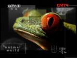 动物世界 《动物世界》 20110928