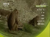 自然传奇 《自然传奇》 20171023 猴子的生活