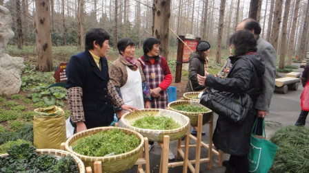农村人口中的“牛奶草”，为什么能卖40元一斤？