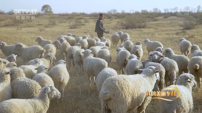 《我的美丽乡村》 20201207 牧羊人的致富新法