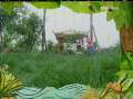 智慧树 智慧树 2009年 第193期