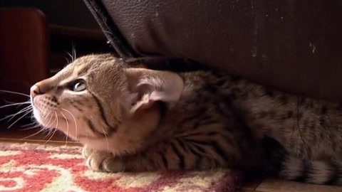 萌宠养成计划 小野猫的狩猎计划