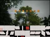 地理中国 《地理中国》 20110628 植物“杀手”