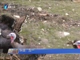 东南晚报 《东南晚报》 20170501